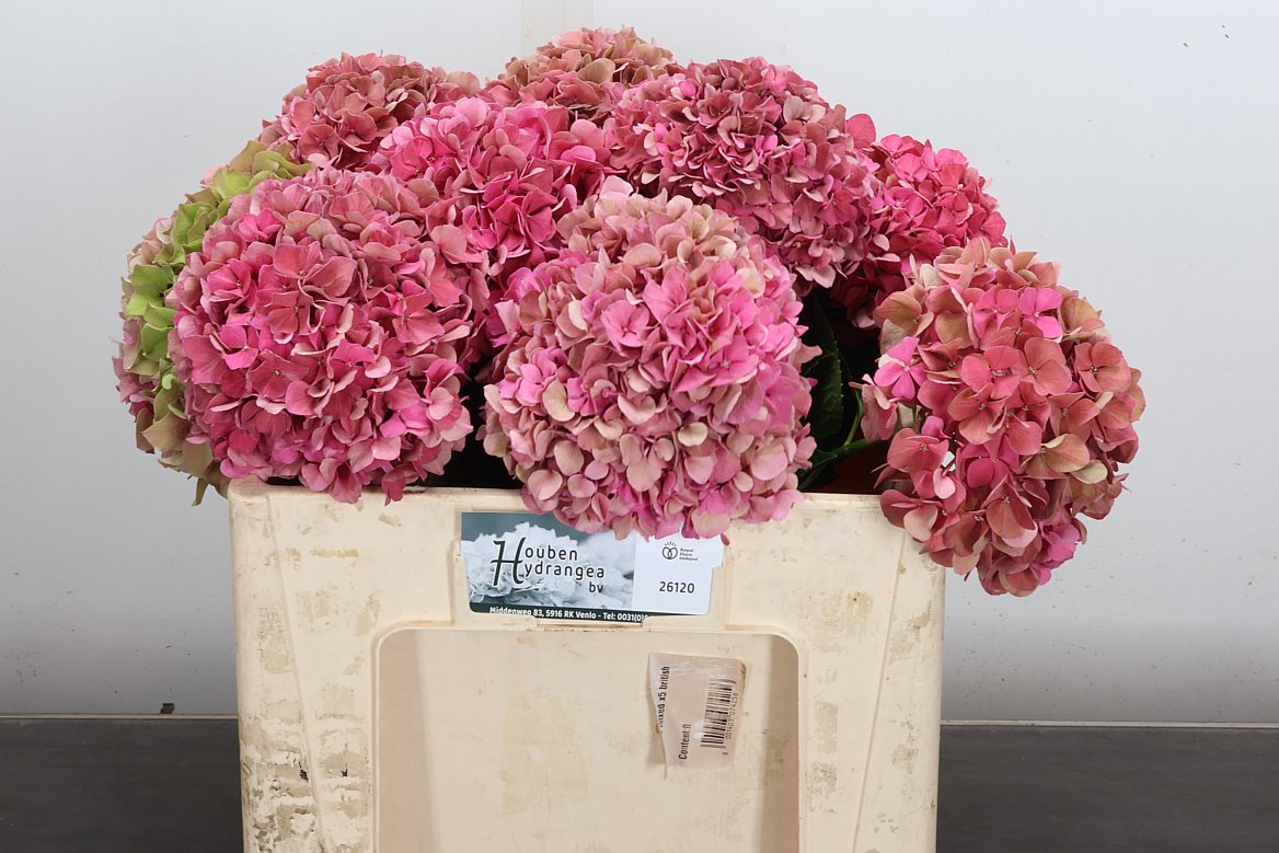 Hydrangea Glowing Alps Classic 50cm 15-17cm Hd