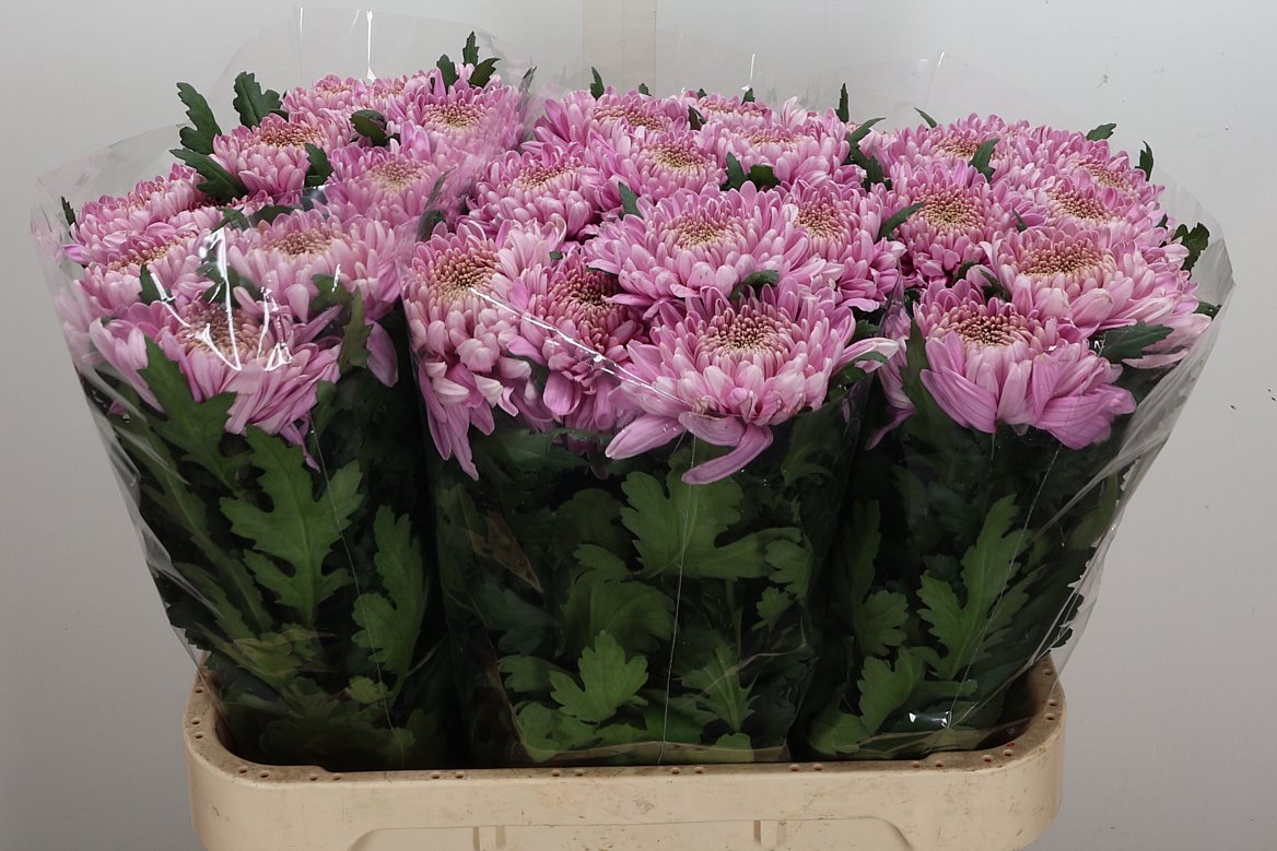 Chrysanth Single Hornbill 80cm 125gr.