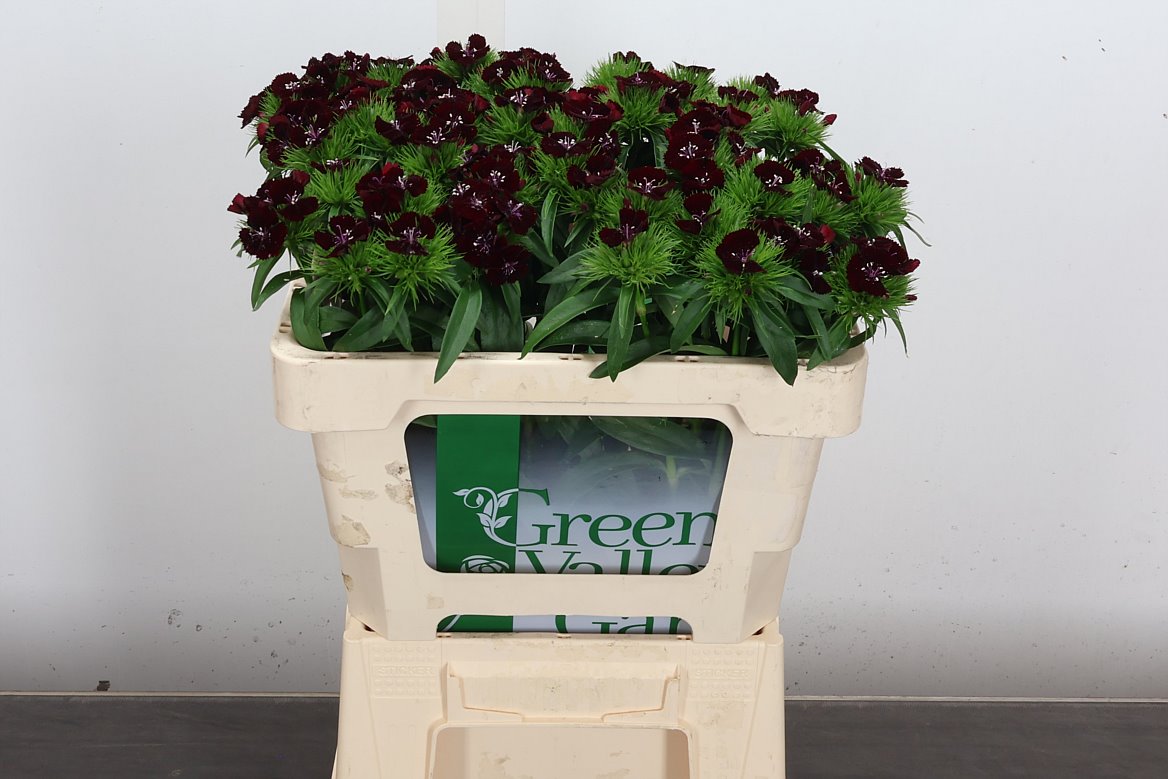 Dianthus Barb Sweet Will Black Cherry 52cm