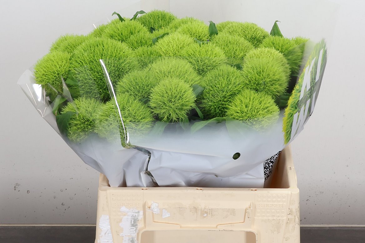 Dianthus Barb Kiwi Mellow 40cm