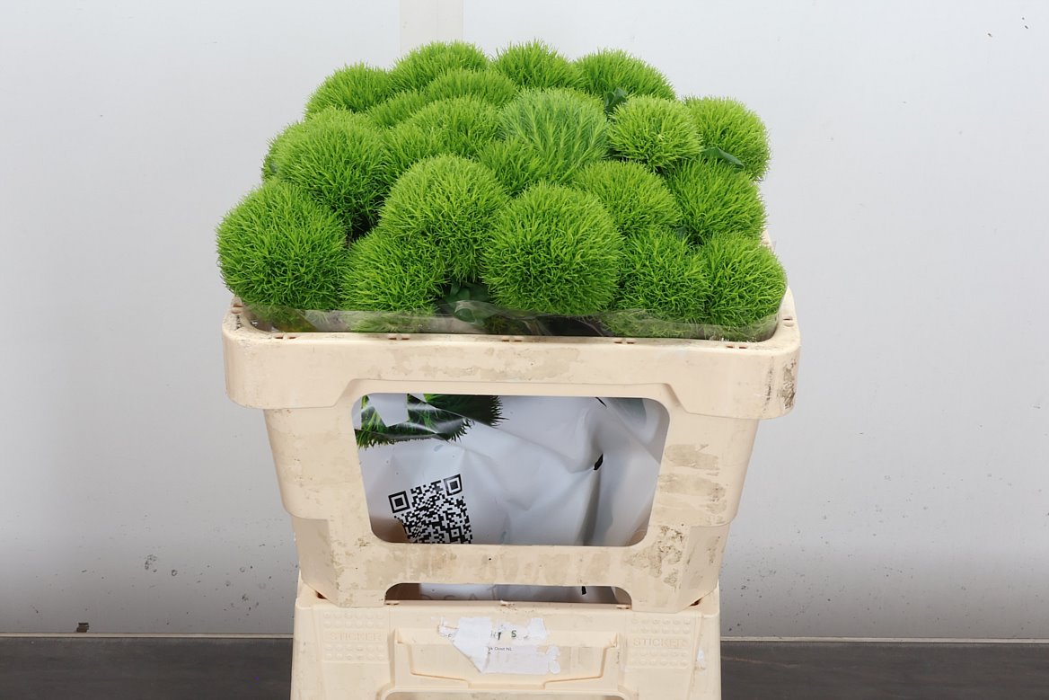 Dianthus Barb Kiwi Mellow 50cm