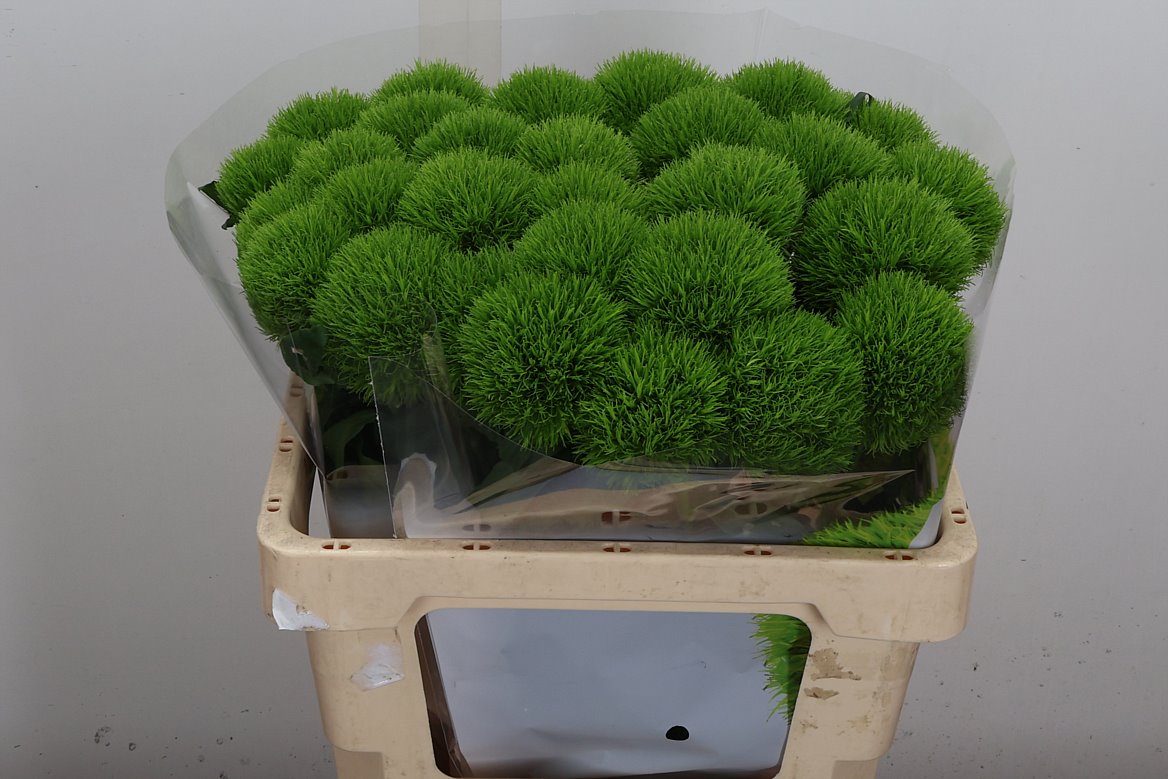 Dianthus Barb Kiwi Mellow 55cm