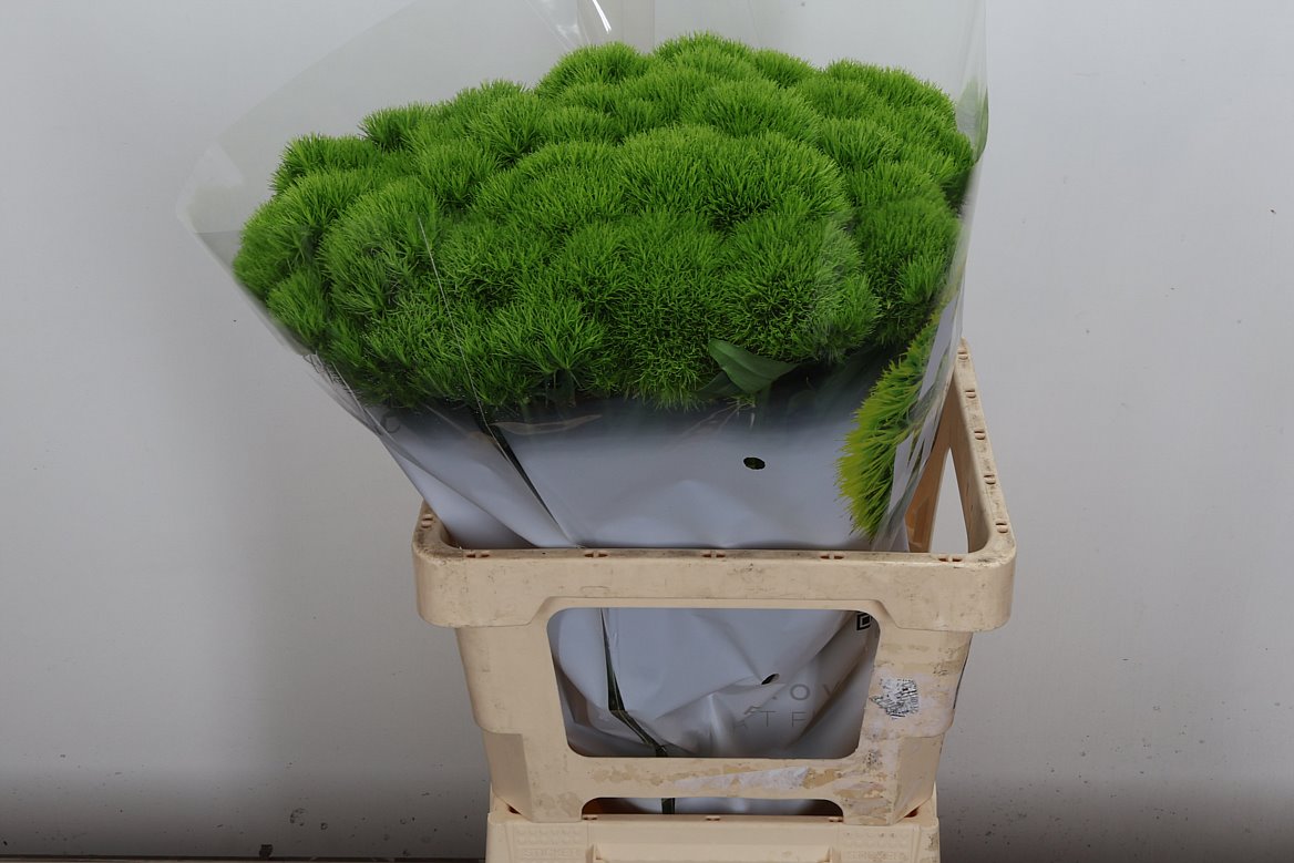 Dianthus Barb Kiwi Mellow 60cm