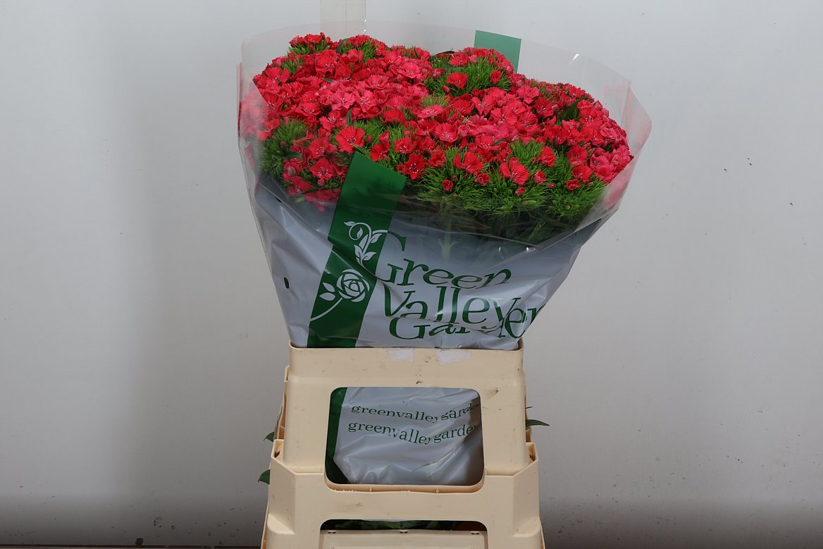 Dianthus Barb Sweet Will Coral 60cm