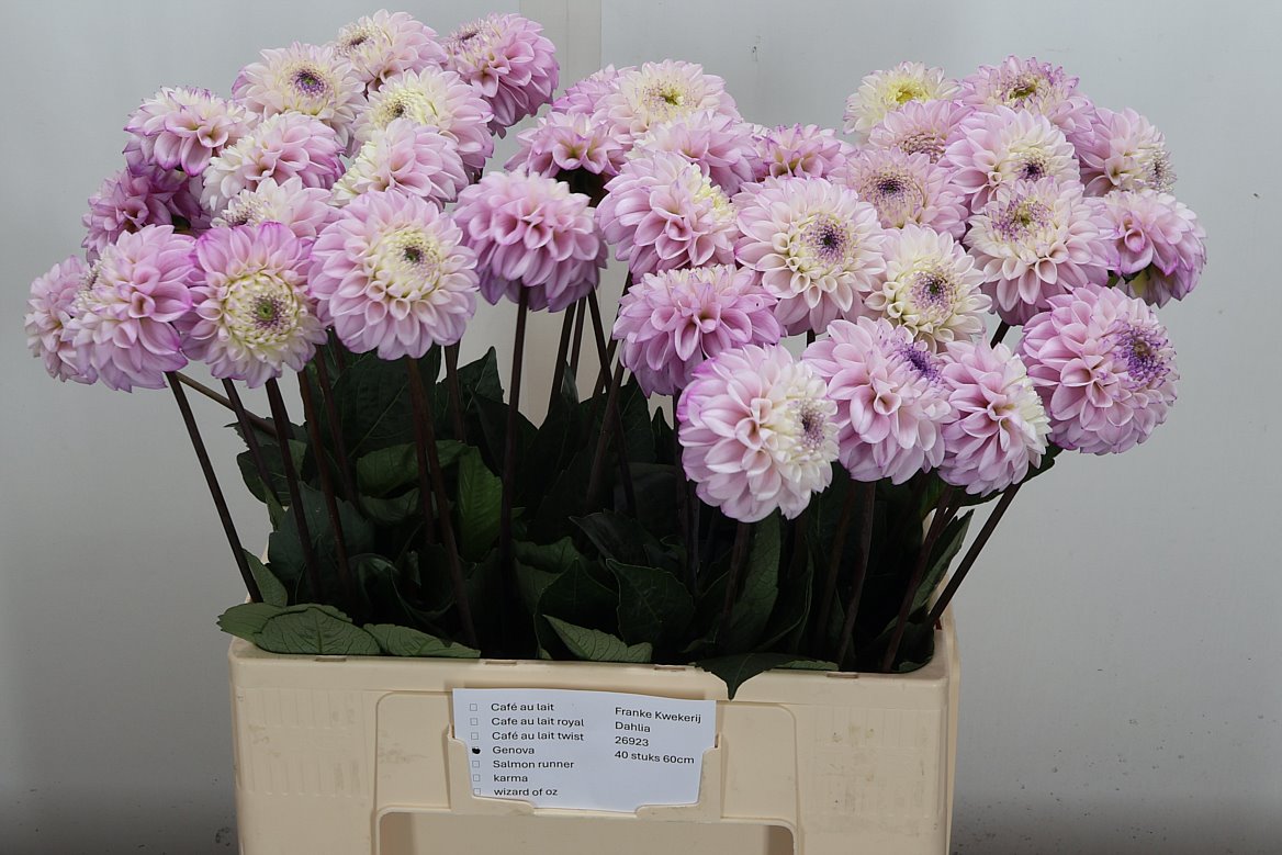 Dahlia Genova 60cm