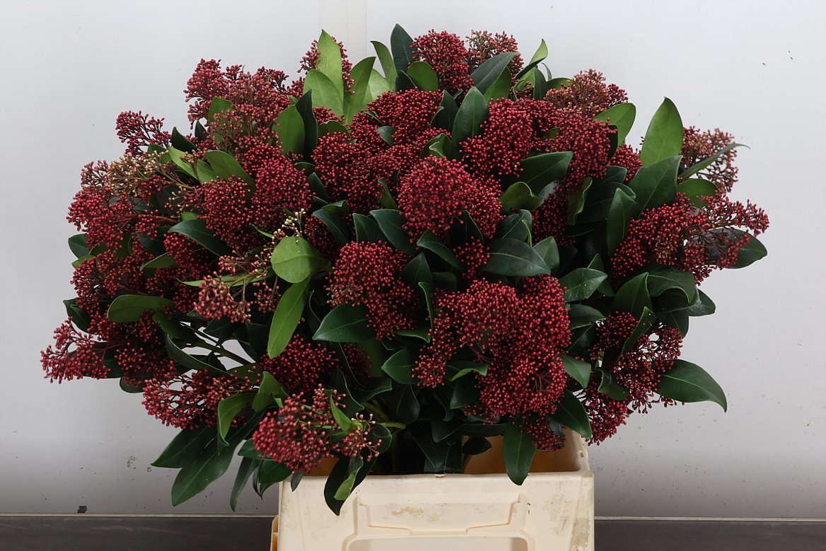 Skimmia Japonica Rubella Per Bunch 50cm