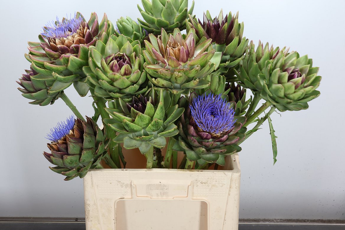 Cynara Green Globe 70cm