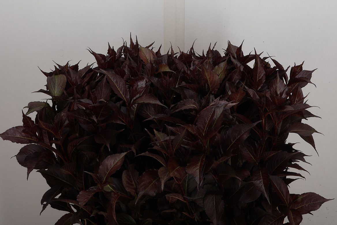 Weigela Shining Fantasy 60cm