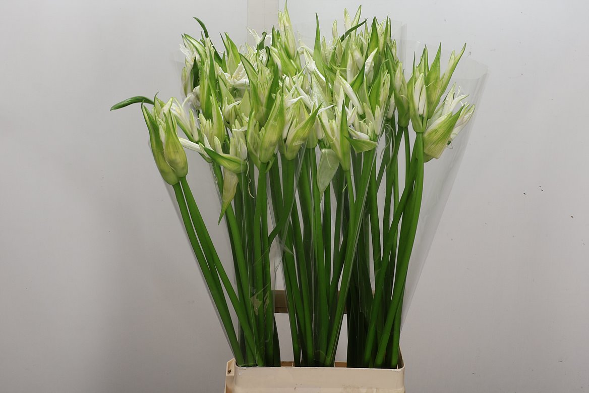Nerine Like A Virgin 80cm