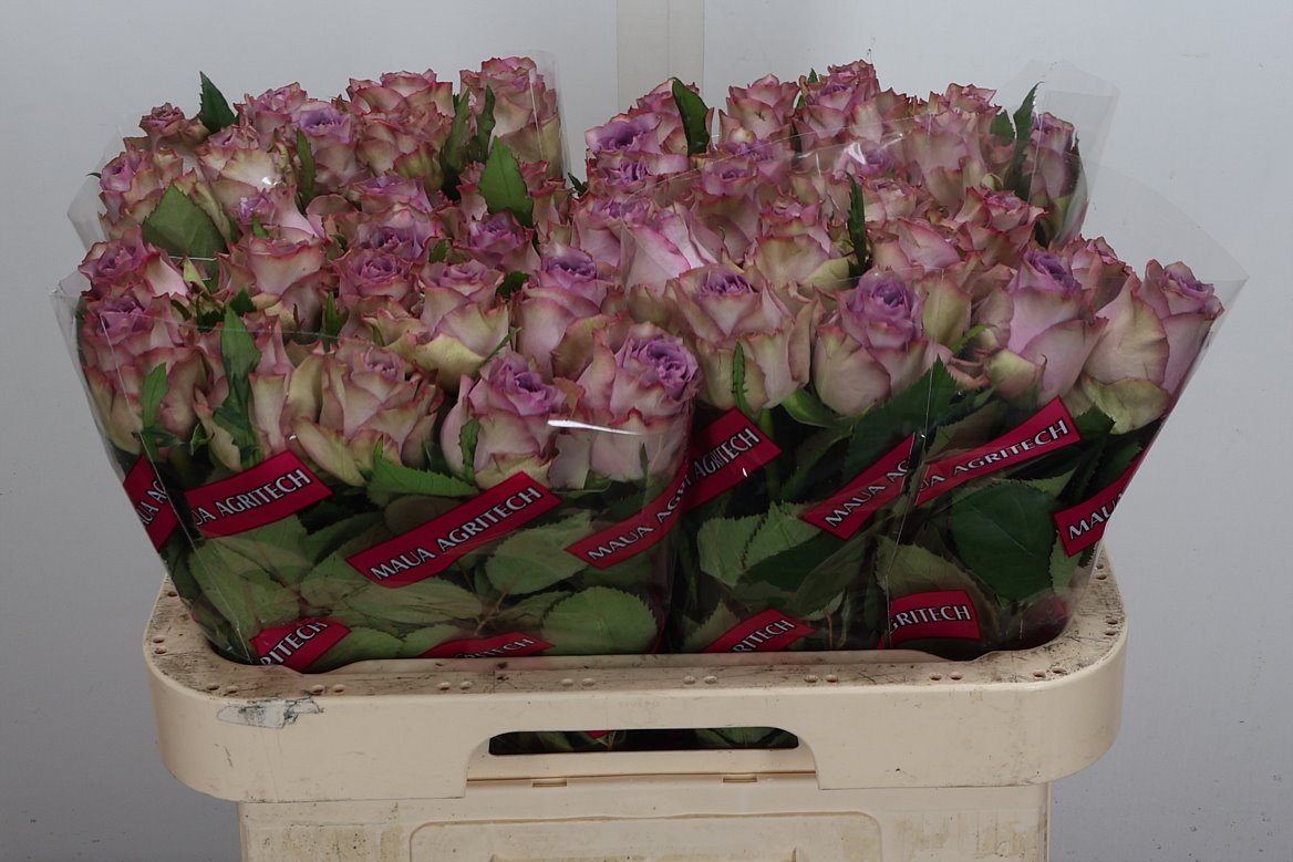 Rosa Dolcetto! 60cm
