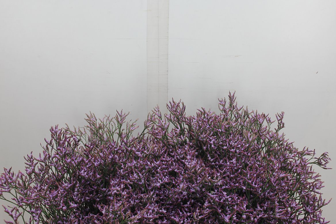 Limonium Safora Lilac 70cm 40gr.
