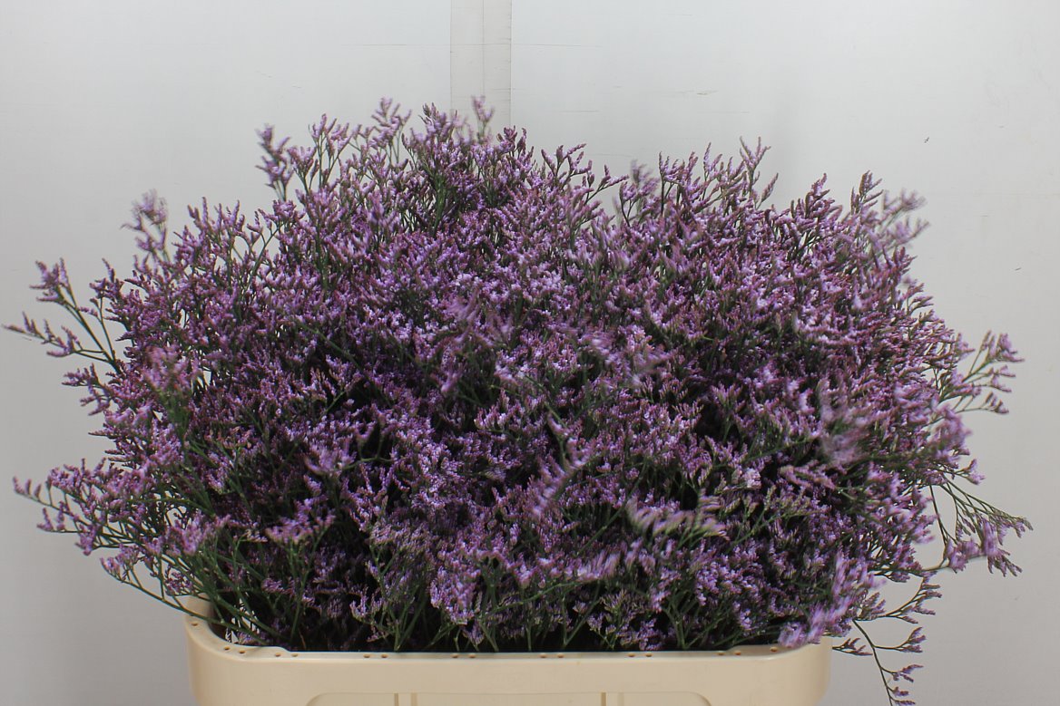 Limonium Safora Lilac 80cm 40gr.
