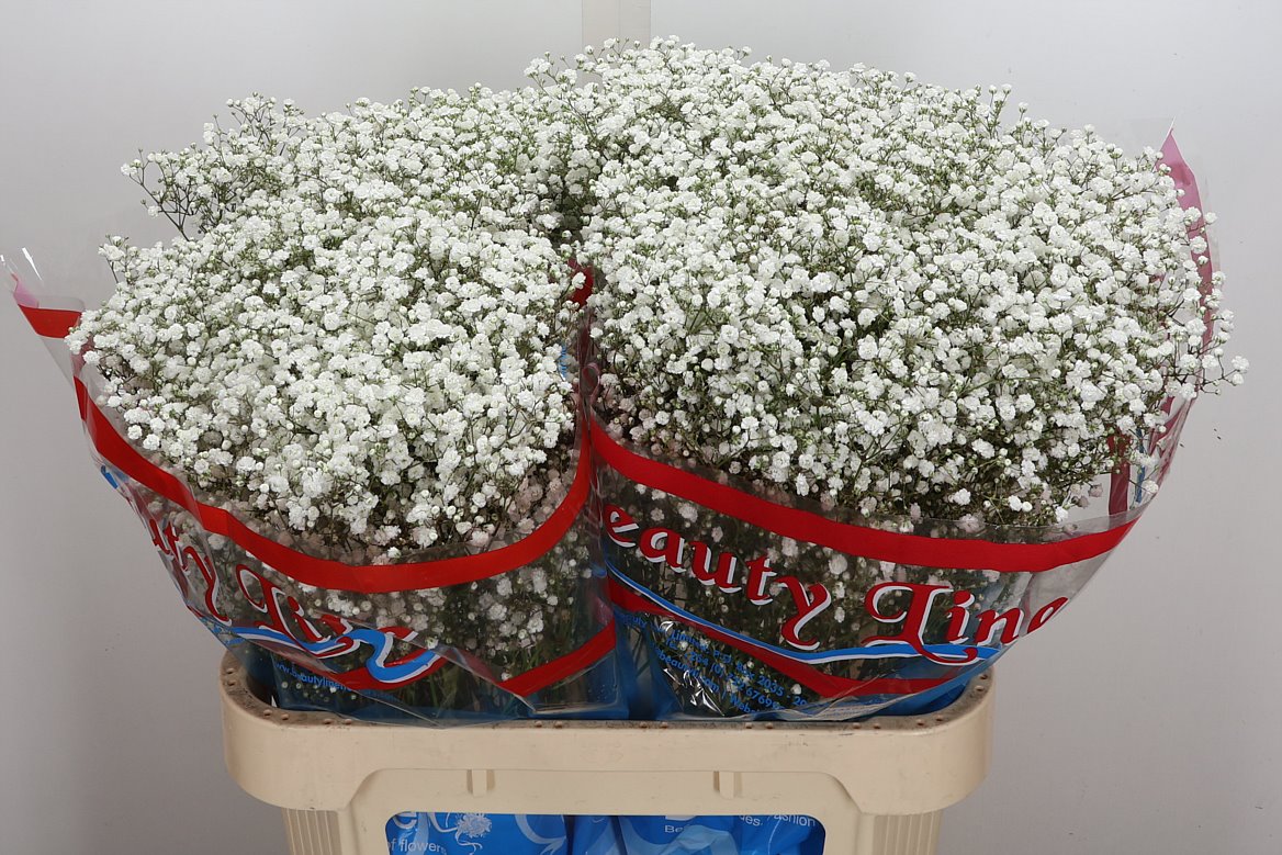 Gypsophila Paniculata Beauty Bride 80cm 40gr.