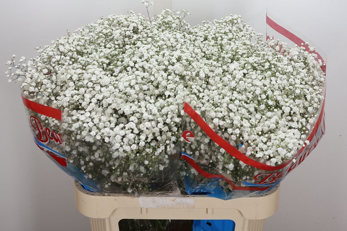 Gypsophila Paniculata Beauty Bride 80cm 35gr.