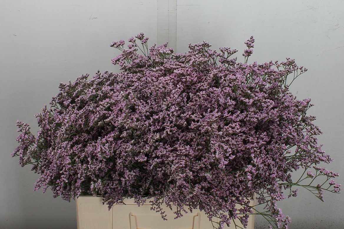 Limonium Safora Oshi Pink 60cm 35gr.