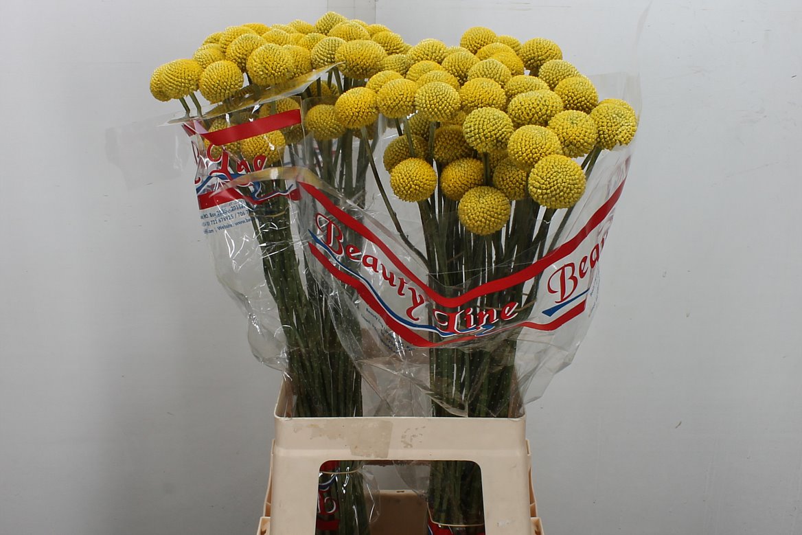 Craspedia Paintball Pop 65cm