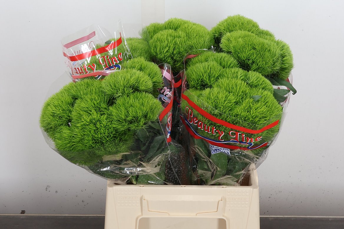 Dianthus Barb Trigreen Xl 45cm