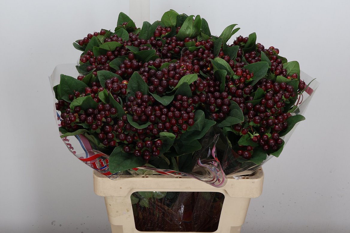 Hypericum Globo Burgundy 60cm