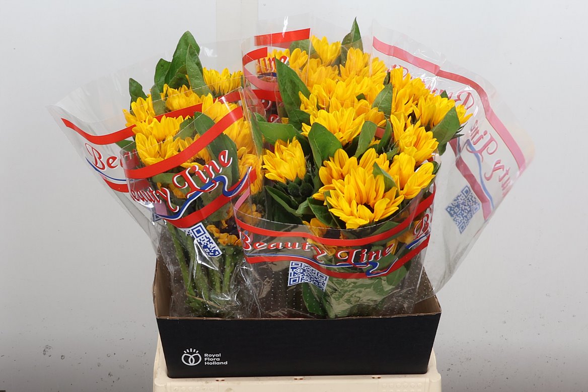 Helianthus Sunova 45cm