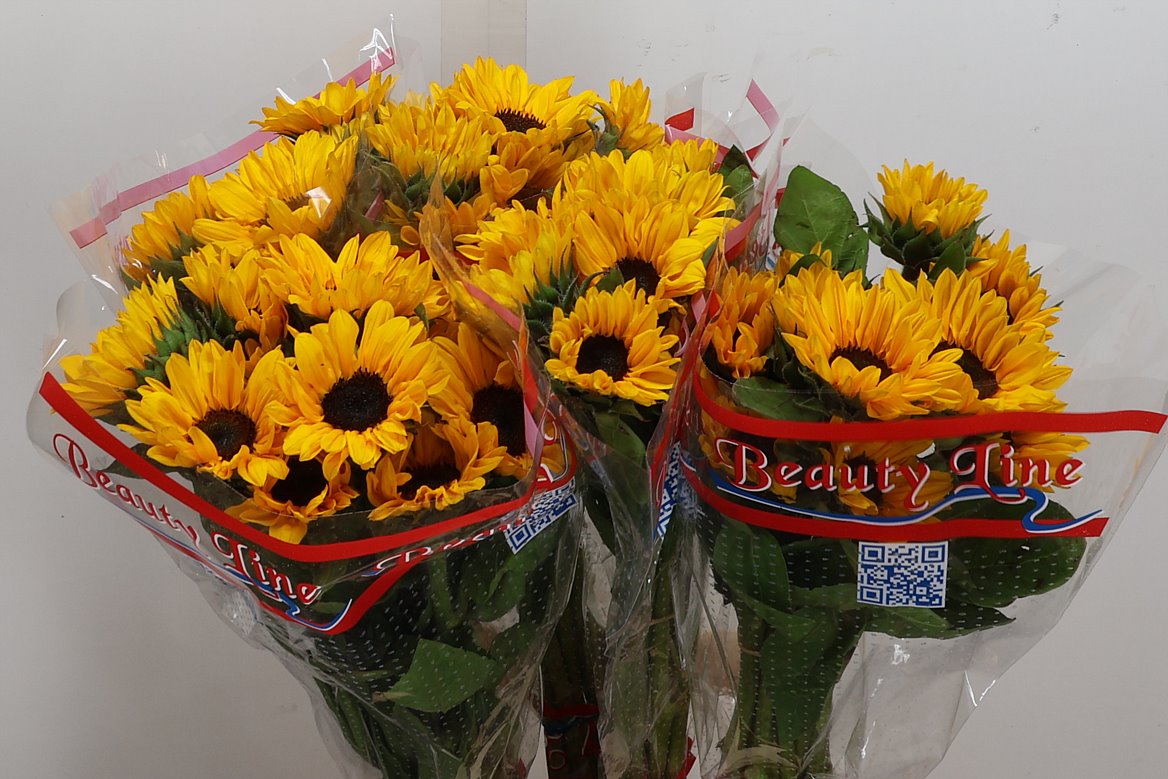 Helianthus Sunova 70cm