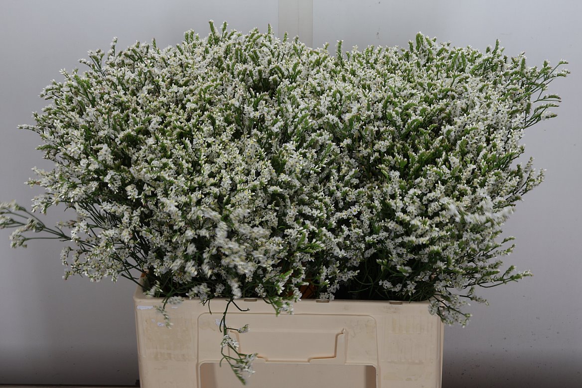 Limonium Sinense Sensy Tip Top 60cm 20gr.