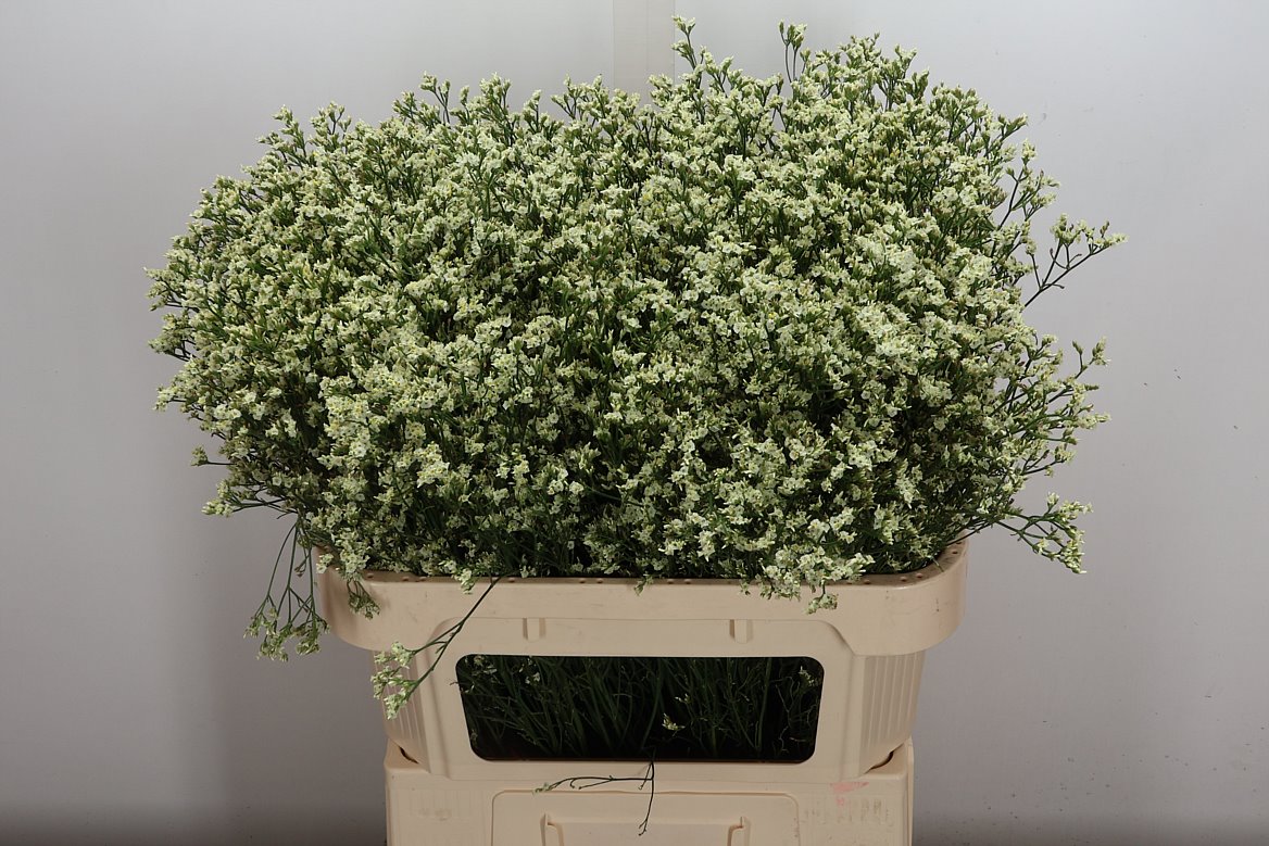 Limonium Sinense Sensy Lemonade 80cm 30gr.
