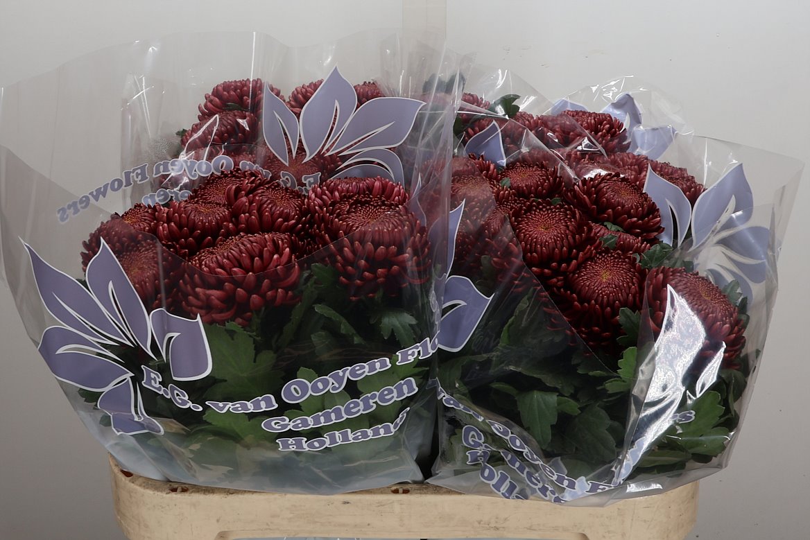 Chrysanth Single Bigoudi Red 75cm 75gr.