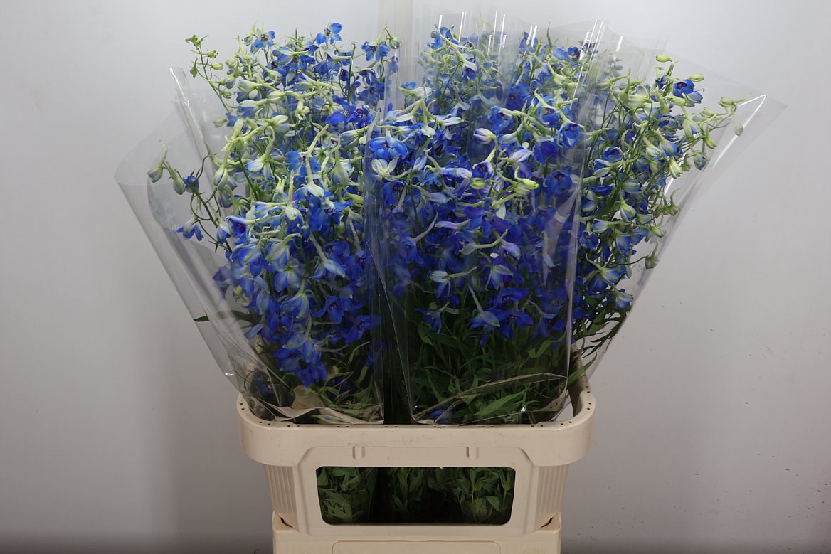 Delphinium Single Volkerfrieden 90cm