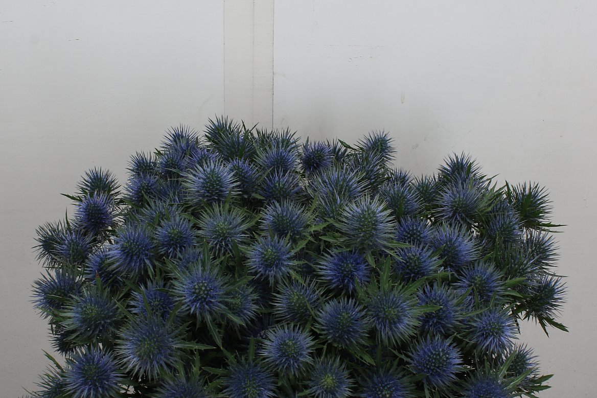 Eryngium Magnetar 40cm