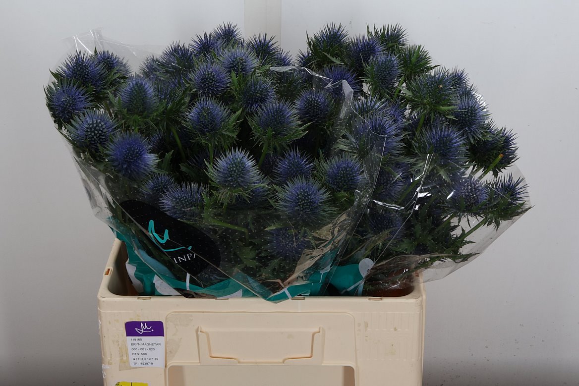 Eryngium Magnetar 60cm