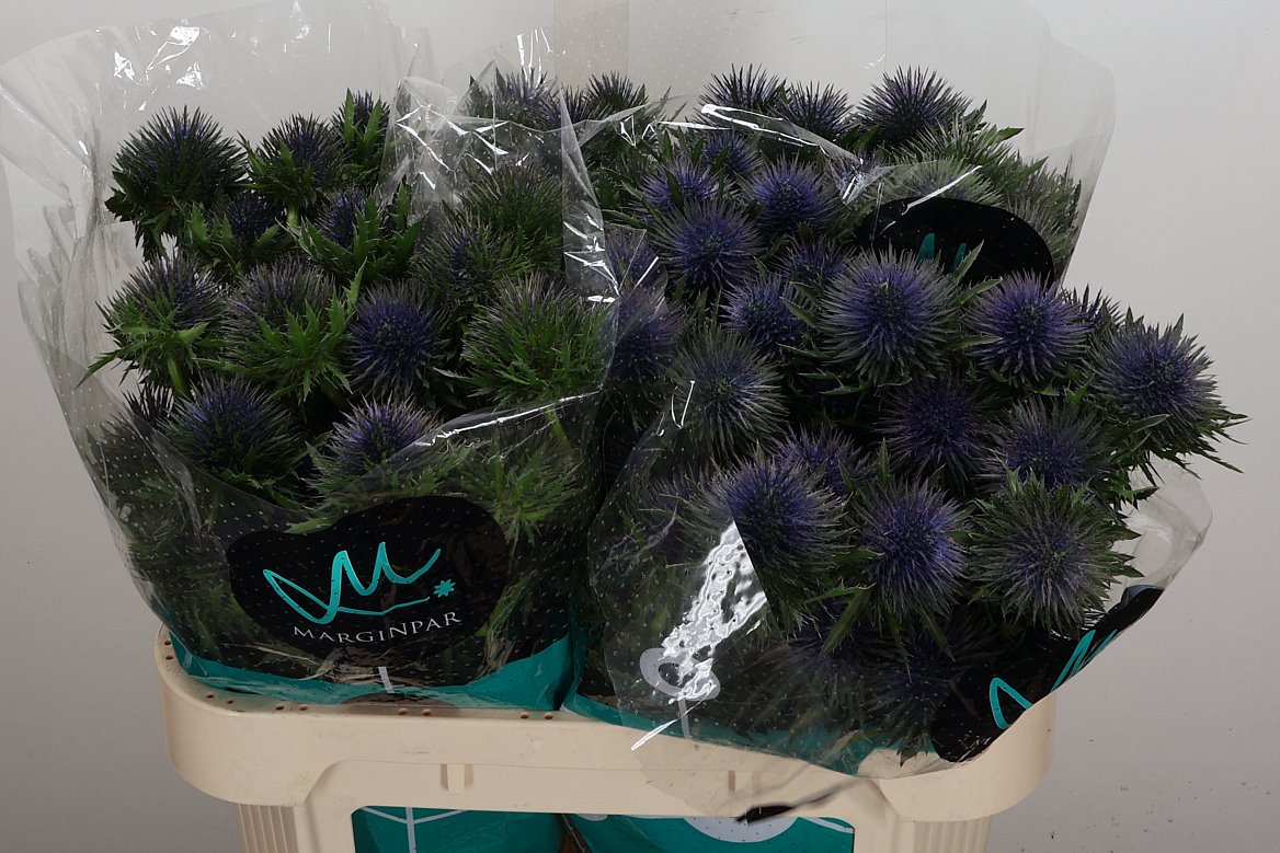Eryngium Magnetar 70cm