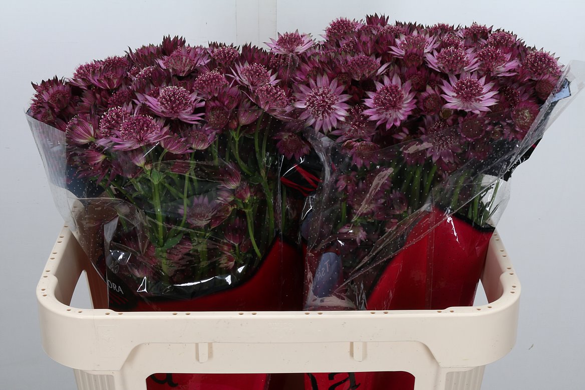 Astrantia Roma 70cm