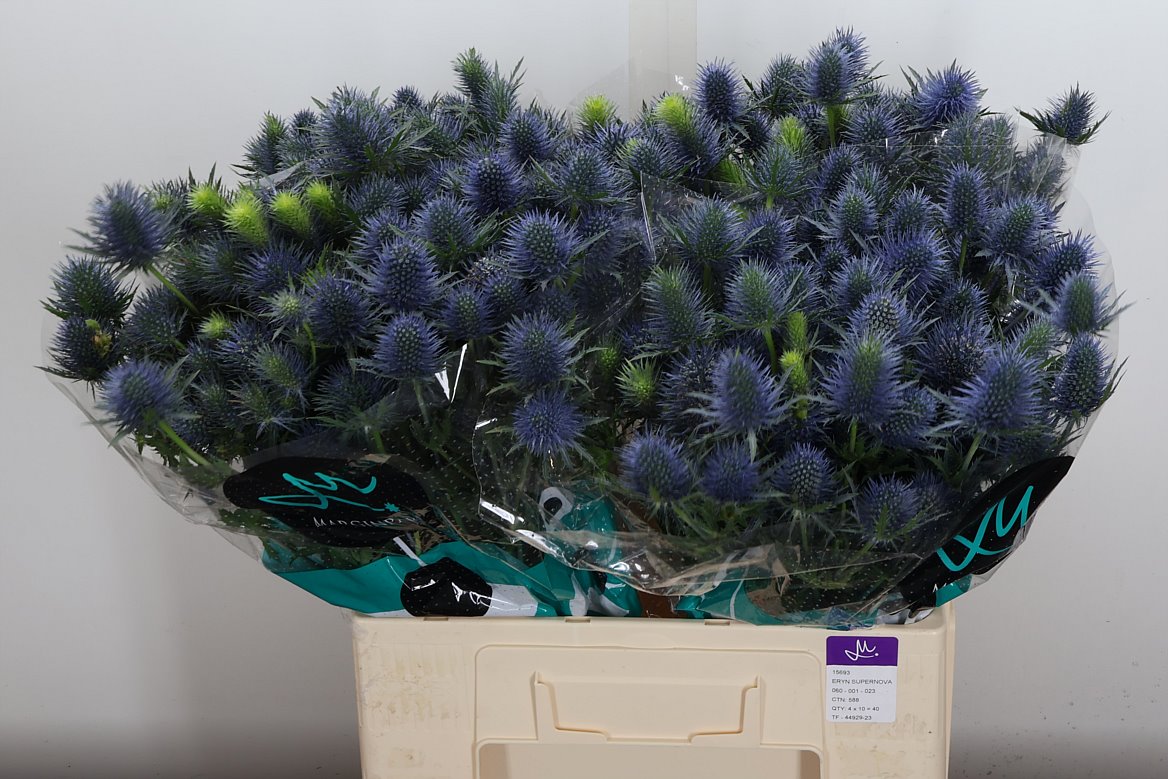Eryngium Supernova Questar 60cm