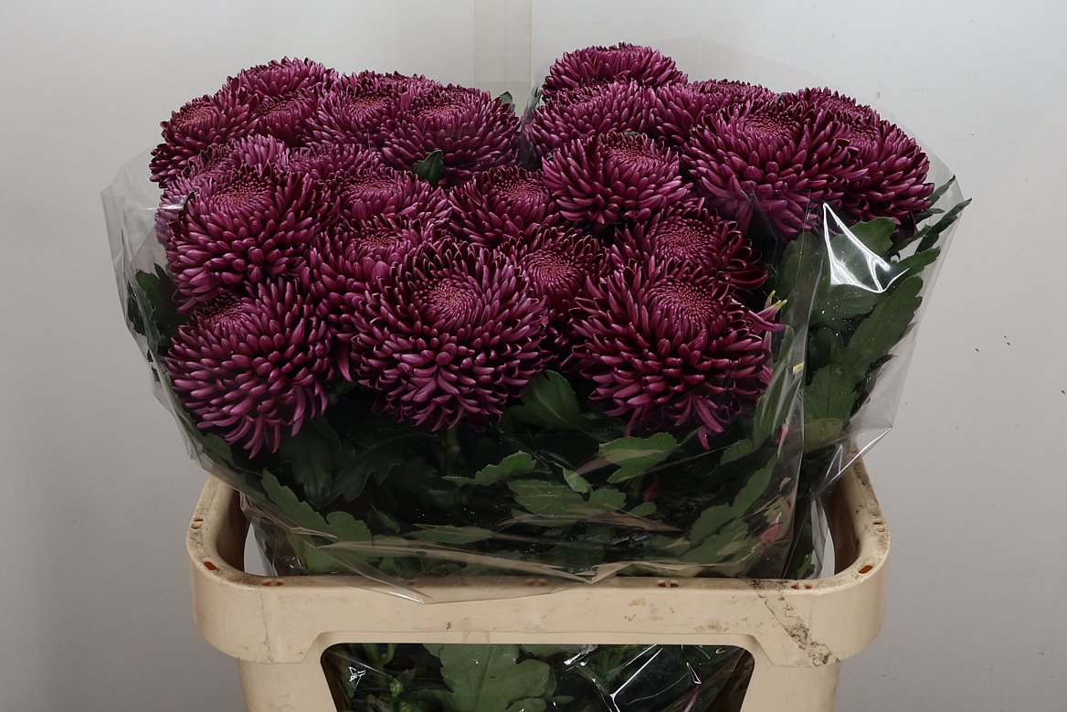 Chrysanth Single Bigoudi Purple 75cm 110gr.
