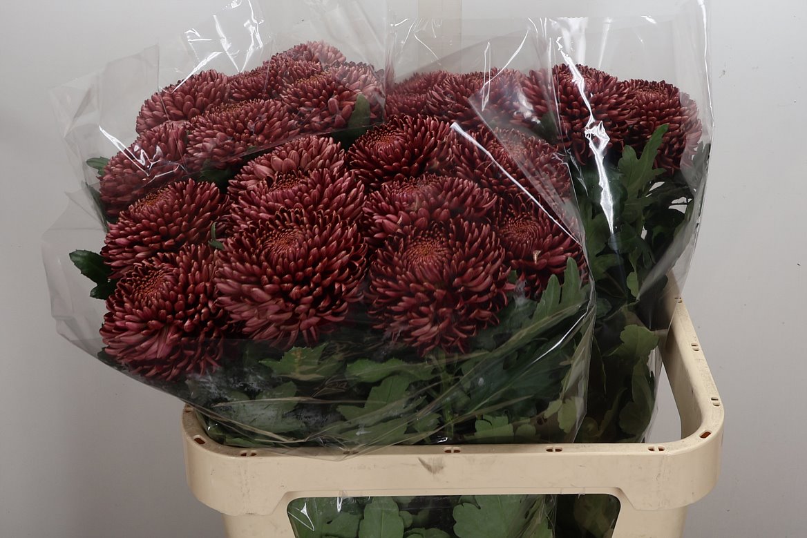 Chrysanth Single Bigoudi Red 75cm 105gr.