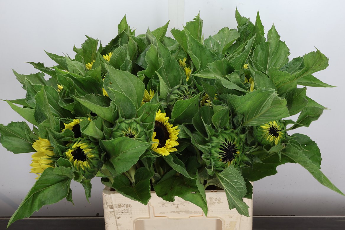 Helianthus Sunrich Limoncello 60cm