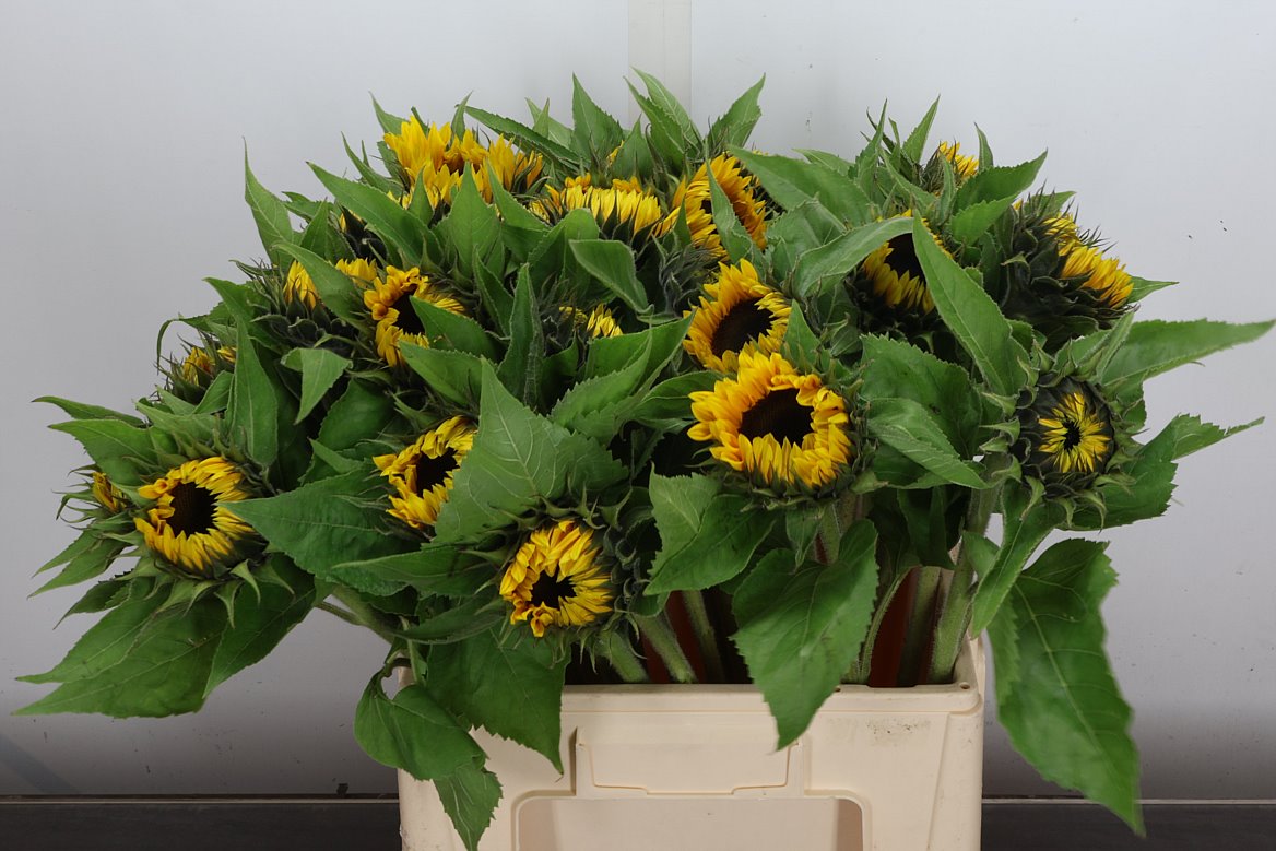 Helianthus Sunrich Orange 60cm