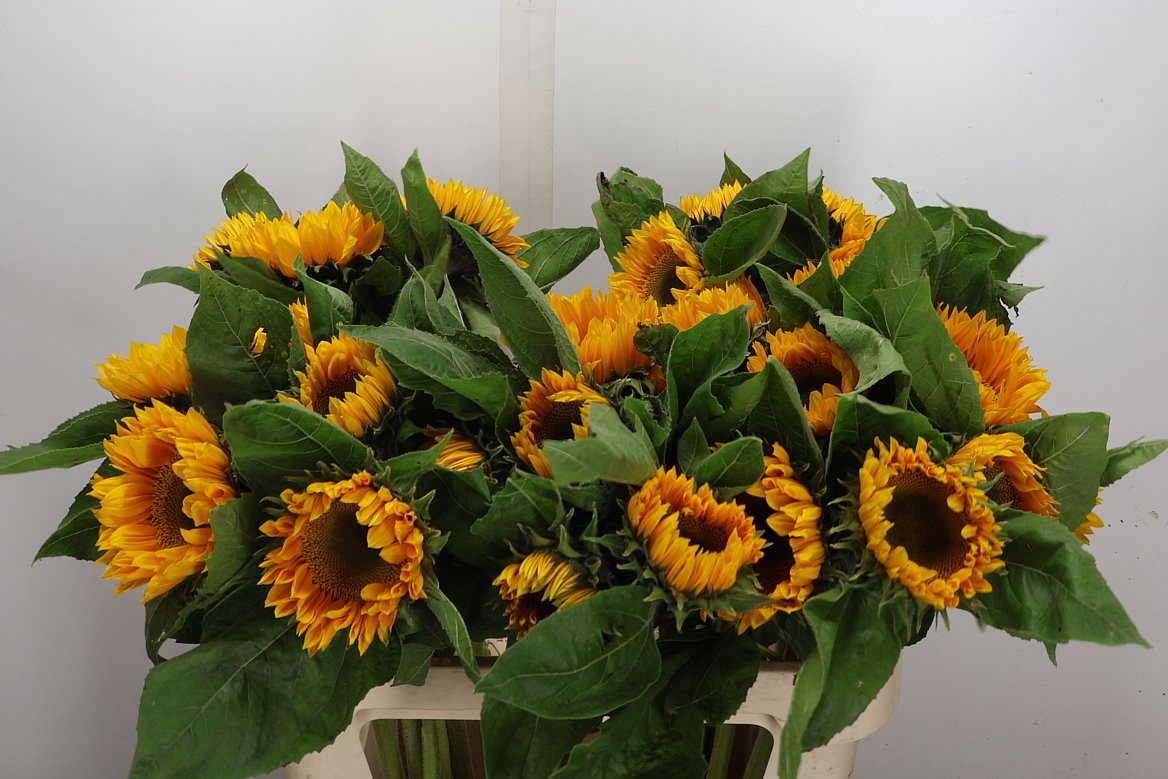 Helianthus Sunrich Up Gold 80cm 15cm Hd