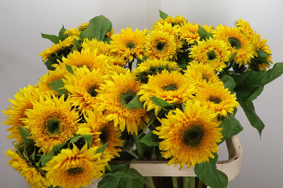Helianthus Starbust Panache 80cm 15cm Hd