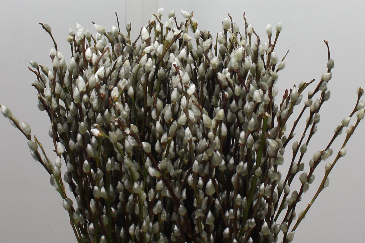 Salix Caprea Snow Flake 70cm