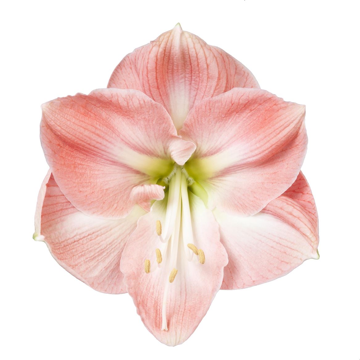 Hippeastrum Darling 75cm