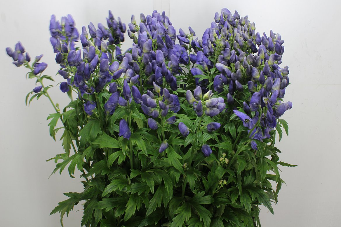 Aconitum Carmichaelii Arendsii 90cm