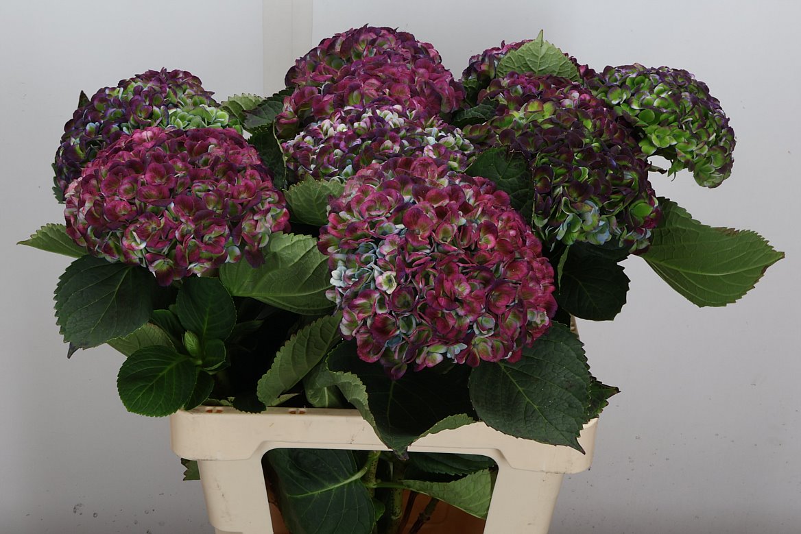 Hydrangea Revolution 60cm 14-16cm Hd