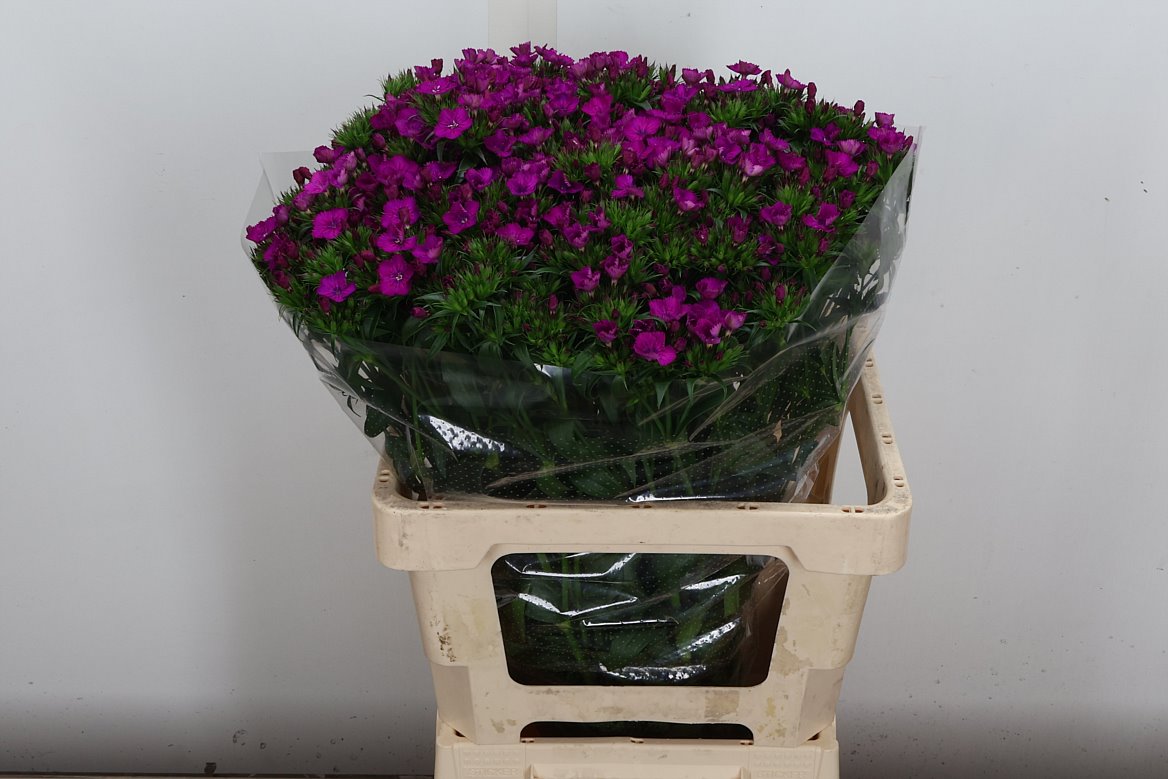Dianthus Barb Neon Purple 60cm