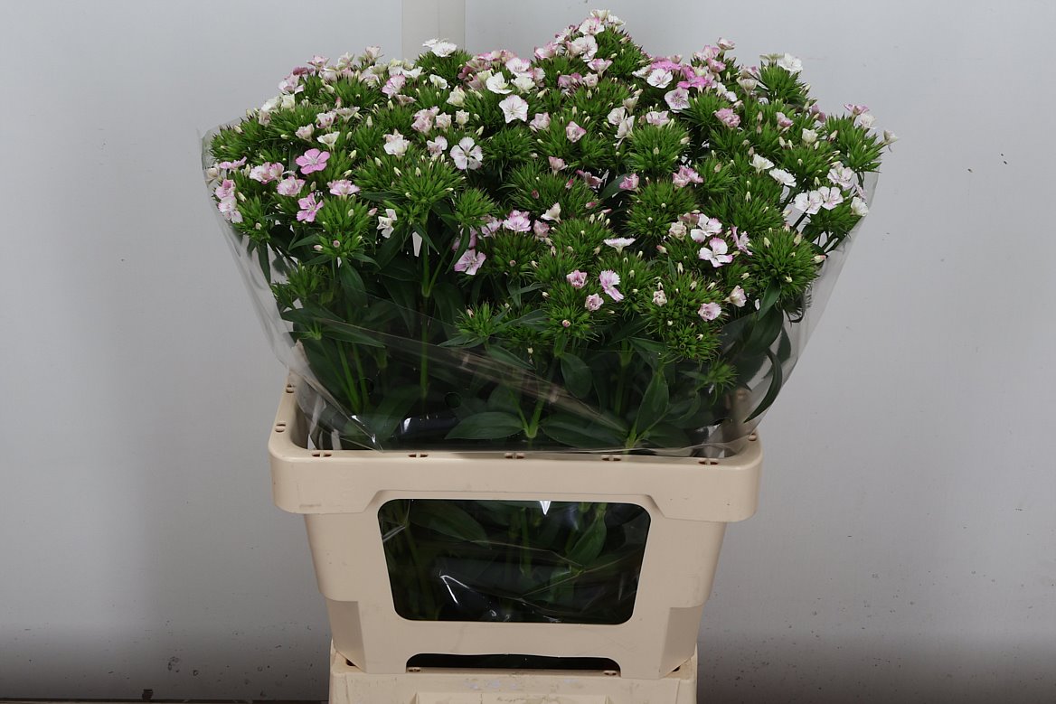 Dianthus Barb Rose Magic 60cm