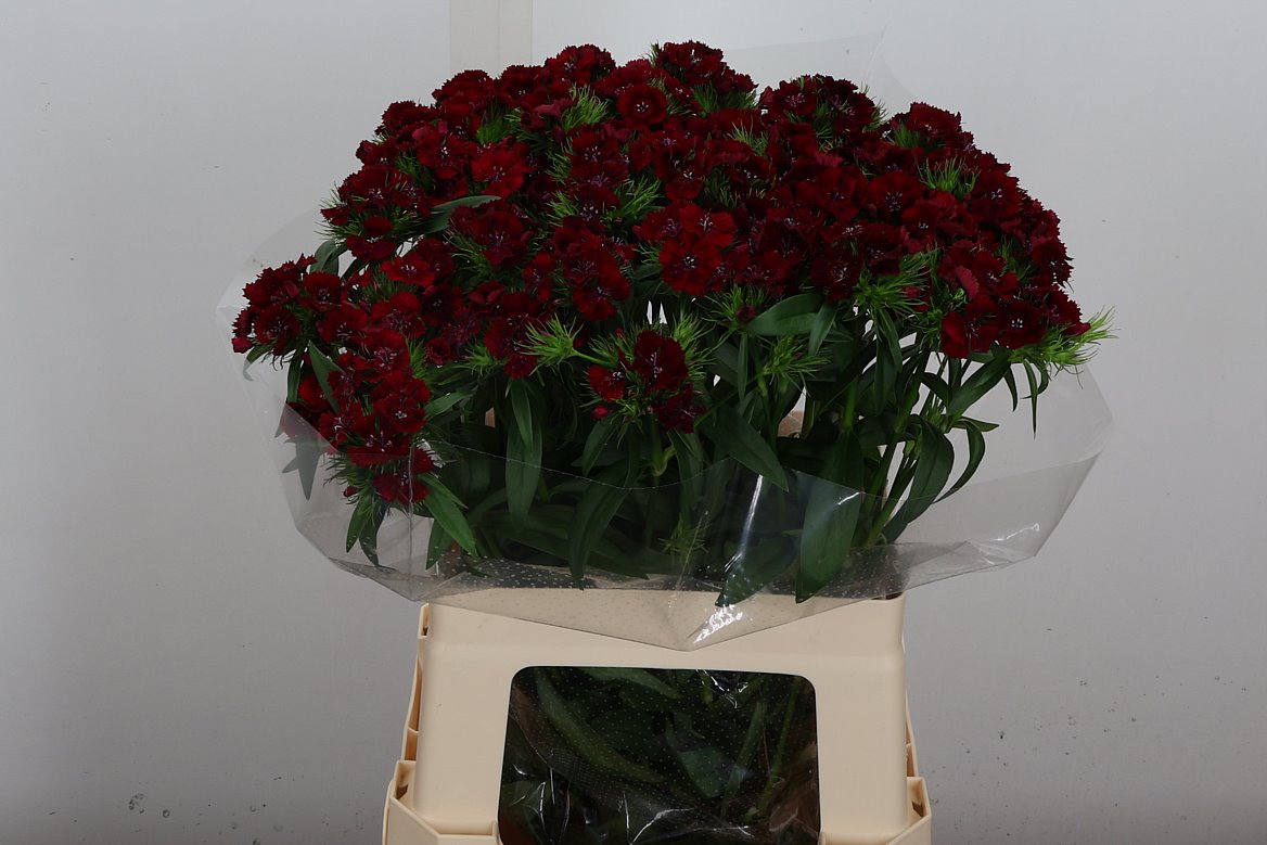 Dianthus Barb Sweet Will Red 60cm
