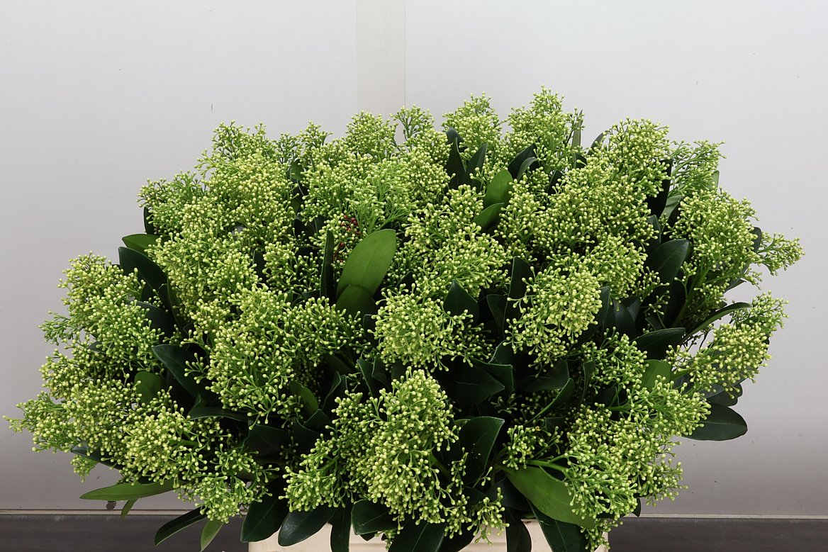 Skimmia Japonica Frank White Per Bunch 45cm