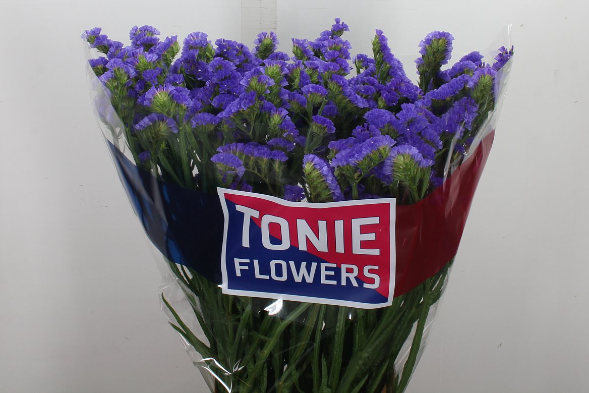 Limonium Sinuatum Crystal Dark Blue 80cm 45gr.
