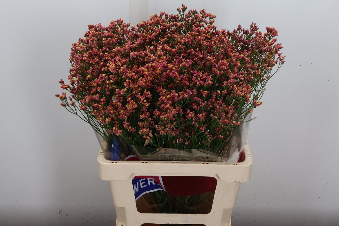 Limonium Sinense Max Diamond 65cm 30gr.