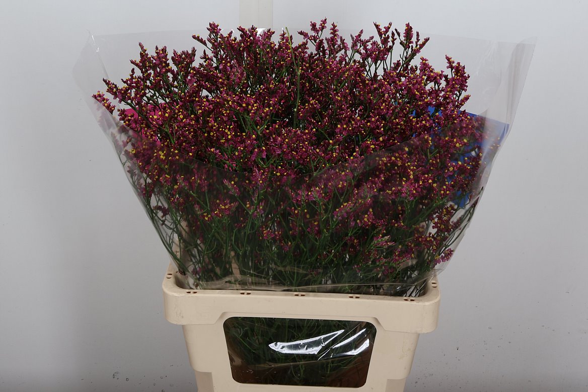 Limonium Sinense Scarlet Diamond 65cm 25gr.